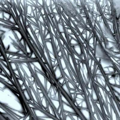 ����̿����������̿�{���w�S